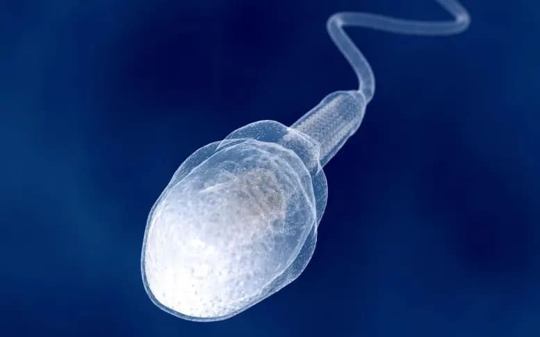 Supercharge Sperm: Boosting Quality & Quantity